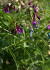 Einzelbild 8 Zierliche Frühlings-Platterbse - Lathyrus vernus subsp. gracilis