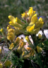 Einzelbild 1 Behaarter Zwergginster - Chamaecytisus hirsutus