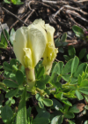 Einzelbild 3 Behaarter Zwergginster - Chamaecytisus hirsutus