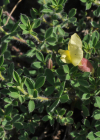 Einzelbild 4 Behaarter Zwergginster - Chamaecytisus hirsutus