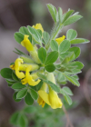 Einzelbild 5 Behaarter Zwergginster - Chamaecytisus hirsutus