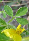 Einzelbild 7 Behaarter Zwergginster - Chamaecytisus hirsutus