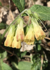 Einzelbild 2 Knotige Wallwurz - Symphytum tuberosum