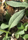 Einzelbild 3 Knotige Wallwurz - Symphytum tuberosum