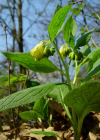 Einzelbild 4 Knotige Wallwurz - Symphytum tuberosum