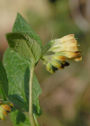 Einzelbild 6 Knotige Wallwurz - Symphytum tuberosum