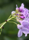 Einzelbild 1 Knöllchentragende Zahnwurz - Cardamine bulbifera