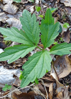 Einzelbild 2 Knöllchentragende Zahnwurz - Cardamine bulbifera