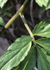 Einzelbild 4 Knöllchentragende Zahnwurz - Cardamine bulbifera