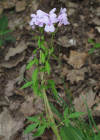 Einzelbild 5 Knöllchentragende Zahnwurz - Cardamine bulbifera