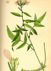 Einzelbild 6 Knöllchentragende Zahnwurz - Cardamine bulbifera