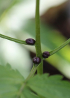 Einzelbild 8 Knöllchentragende Zahnwurz - Cardamine bulbifera