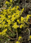 Einzelbild 1 Scharfer Mauerpfeffer - Sedum acre