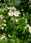 Einzelbild 1 Vielblütige Rose - Rosa multiflora