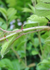 Einzelbild 7 Vielblütige Rose - Rosa multiflora