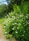 Einzelbild 8 Vielblütige Rose - Rosa multiflora