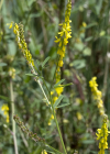 Einzelbild 1 Hoher Honigklee - Melilotus altissimus