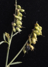 Einzelbild 2 Hoher Honigklee - Melilotus altissimus
