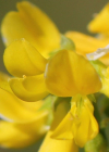 Einzelbild 5 Hoher Honigklee - Melilotus altissimus