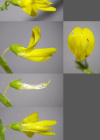 Einzelbild 7 Hoher Honigklee - Melilotus altissimus