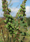 Einzelbild 8 Echter Honigklee - Melilotus officinalis