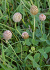 Einzelbild 1 Erdbeer-Klee - Trifolium fragiferum
