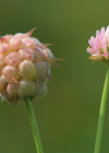 Einzelbild 3 Erdbeer-Klee - Trifolium fragiferum