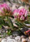 Einzelbild 4 Erdbeer-Klee - Trifolium fragiferum