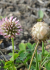 Einzelbild 6 Erdbeer-Klee - Trifolium fragiferum