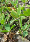 Einzelbild 8 Erdbeer-Klee - Trifolium fragiferum