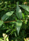 Einzelbild 3 Henrys Geissblatt - Lonicera henryi