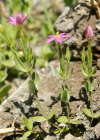 Einzelbild 1 Kleines Tausendgüldenkraut - Centaurium pulchellum