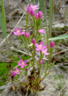 Einzelbild 3 Kleines Tausendgüldenkraut - Centaurium pulchellum