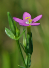 Einzelbild 5 Kleines Tausendgüldenkraut - Centaurium pulchellum