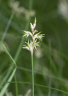 Einzelbild 1 Zittergras-Segge - Carex brizoides