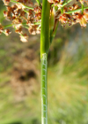Einzelbild 3 Knötchen-Binse - Juncus subnodulosus