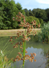 Einzelbild 4 Knötchen-Binse - Juncus subnodulosus