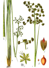 Einzelbild 6 Knötchen-Binse - Juncus subnodulosus