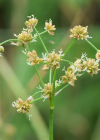 Einzelbild 7 Knötchen-Binse - Juncus subnodulosus