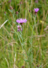 Einzelbild 1 Schmalblättrige Wiesen-Flockenblume - Centaurea jacea subsp. angustifolia