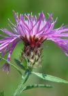Einzelbild 5 Schmalblättrige Wiesen-Flockenblume - Centaurea jacea subsp. angustifolia