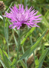Einzelbild 7 Schmalblättrige Wiesen-Flockenblume - Centaurea jacea subsp. angustifolia