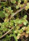 Einzelbild 1 Kleinling - Anagallis minima