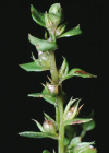 Einzelbild 6 Kleinling - Anagallis minima