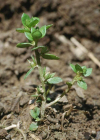Einzelbild 8 Kleinling - Anagallis minima