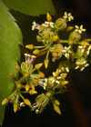 Einzelbild 2 Gewöhnliche Jungfernrebe - Parthenocissus inserta