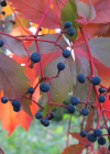 Einzelbild 3 Gewöhnliche Jungfernrebe - Parthenocissus inserta