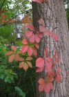 Einzelbild 4 Gewöhnliche Jungfernrebe - Parthenocissus inserta