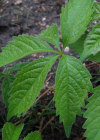 Einzelbild 5 Gewöhnliche Jungfernrebe - Parthenocissus inserta