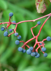 Einzelbild 7 Gewöhnliche Jungfernrebe - Parthenocissus inserta